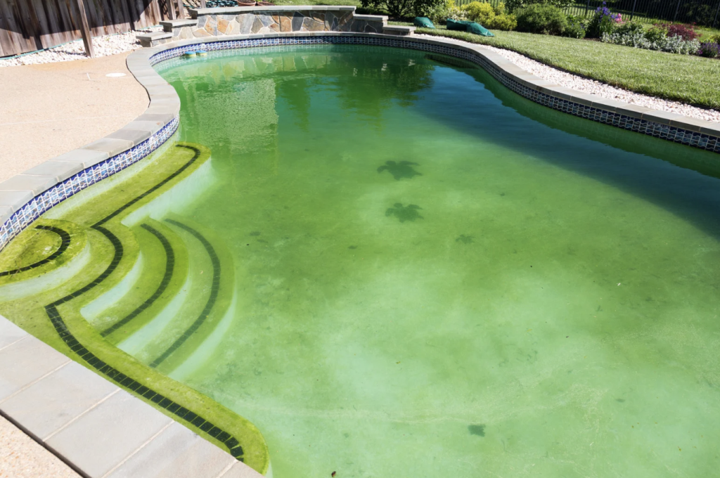 algae in pool that needs to be cleaned by sarasota pool company